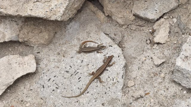Two common wall lizard (Podarcis muralis)