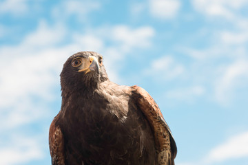 Close-up of a stunning Harris's hawk observing the world with his hazel colored eyes against a blue sky background.
