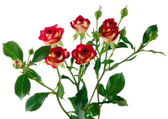 Flowers of climbing rose isolated on white - obrazy, fototapety, plakaty