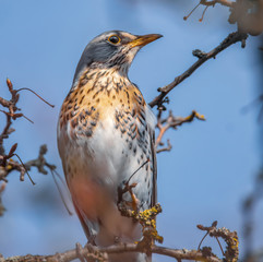 Drossel im Baum