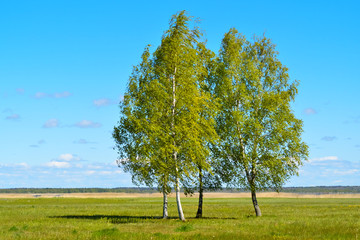 Fototapeta na wymiar Four birches in the spring field