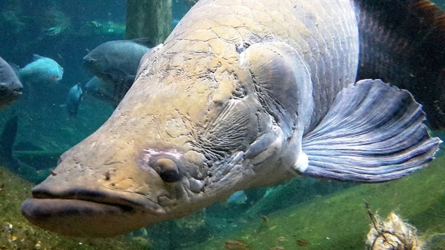 Fish Swimming In Aquarium At Cosmocaixa Barcelona