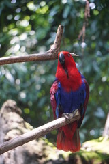 Nuri Bayan (Ecletus Parrot)