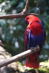 Nuri Bayan (Ecletus Parrot)