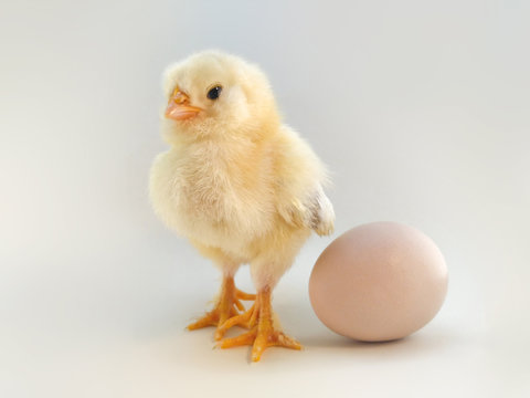 Three day old chicken beside the egg on a light background.