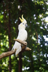 Kakatua koki (Cacatua galerita) sulphur crested cockatoo