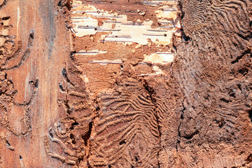Bark of a birch corroded by bark beetles. Inside view. Toned,  texture.