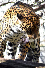 Naklejka premium Jaguar