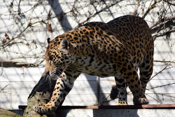 Jaguar
