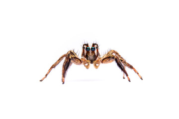 jumping spider isolated on white background.