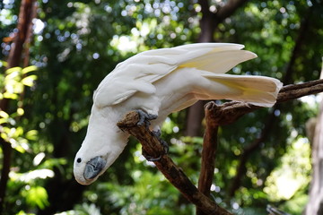 Kakatua koki (Cacatua galerita) sulphur crested cockatoo