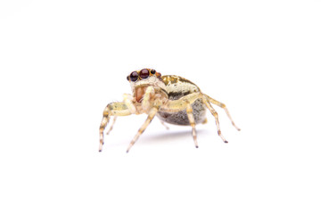 jumping spider isolated on white background.