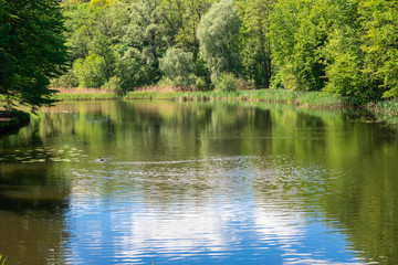 Beautiful lake with green leaves of water lilies.