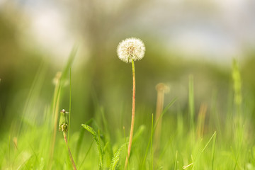 Ripe dandelion on a background of bright green grass
