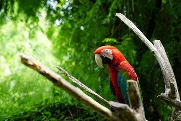 Greenwing Macaw