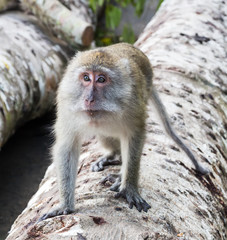 Old monkey goes on the big tree