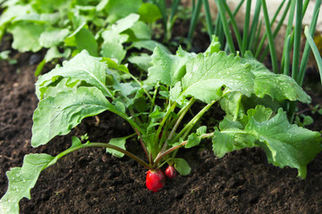 Red fresh radish growing from the ground, closeup. Selective focus.