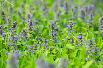 Beautiful violet wild flowers in the forest. Gentian family