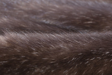 Skins of natural fur sable.