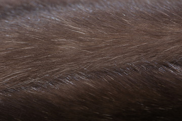 Skins of natural fur sable.