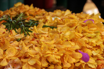 Yellow flower petals with small pink dots and green stems in Thailand