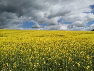 Obraz premium Oilseed Canola field under beautiful dramatic sky
