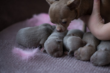 chihuahua puppies