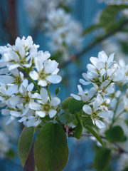 shadberry blooms in spring with white flowers on a beautiful blue background