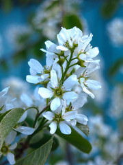 shadberry blooms in spring with white flowers on a beautiful blue background