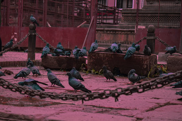 group of pigeon on the beach