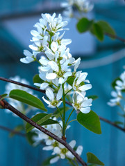 shadberry blooms in spring with white flowers on a beautiful blue background