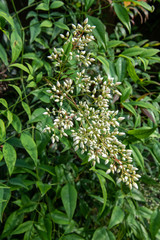 南天の花のつぼみ