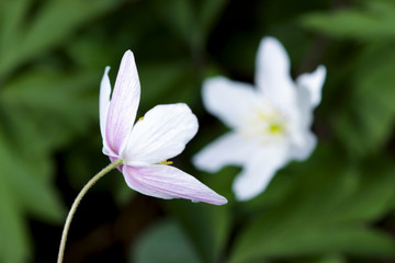 white flower in the forest