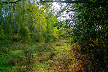 dirt road through a field in autumn, Russia