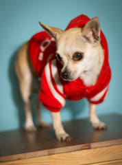 Chihuahua puppy dressed in dog clothes posing for the camera