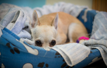 Chihuahua puppy in a basket with his eyes wide open