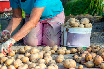 A woman kneels and puts potatoes in a bucket. Worker harvests potatoes. Close-up.