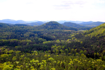 Fototapeta premium Pfälzerwald im Frühling