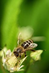Close-up of a honey bee looking for pollen on a raspberry blossom against a green background in portrait format