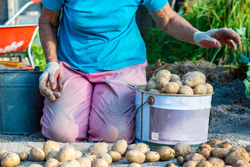 A woman kneels and puts potatoes in a bucket. Worker harvests potatoes. Close-up.