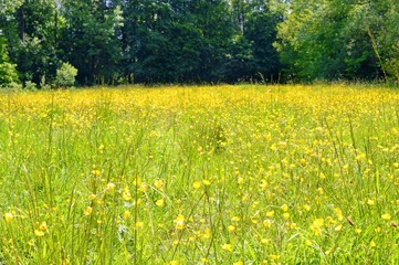 A field of buttercups in spring.