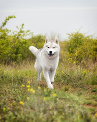 Naklejka na ściany i meble A happy young grey and white Siberian husky male dog with brown eyes. He is running at river coast. There is a lot of greenery, yellow flowers around him. The sky is grey.