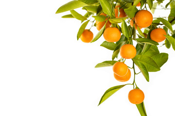 Reife Orangen an einem Orangenbäumchen, freigestellt
