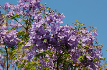 jakaranda purple flowers - obrazy, fototapety, plakaty