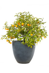 Orangenbäumchen mit reifen Orangen im Topf, freigestellt