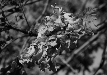 jakaranda black white flowers - obrazy, fototapety, plakaty