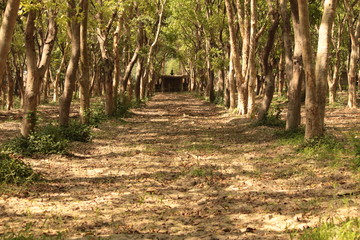 path in the forest
