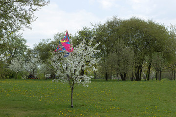 Multi-colored kite stuck in the branches of a blossoming fruit tree in a city garden park
