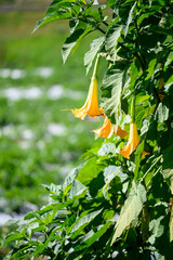 Trumpet Flowers Blooming, blue sky background