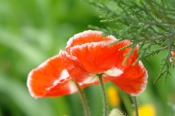 Fototapeta premium red poppy flowers